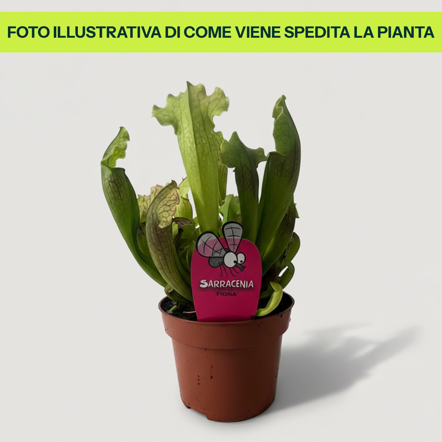 Sarracenia in varietà in Vaso da 12cm