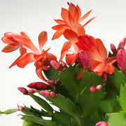 CACTUS SCHLUMBERGERA EN POT DE 9 CM, COULEUR AU CHOIX