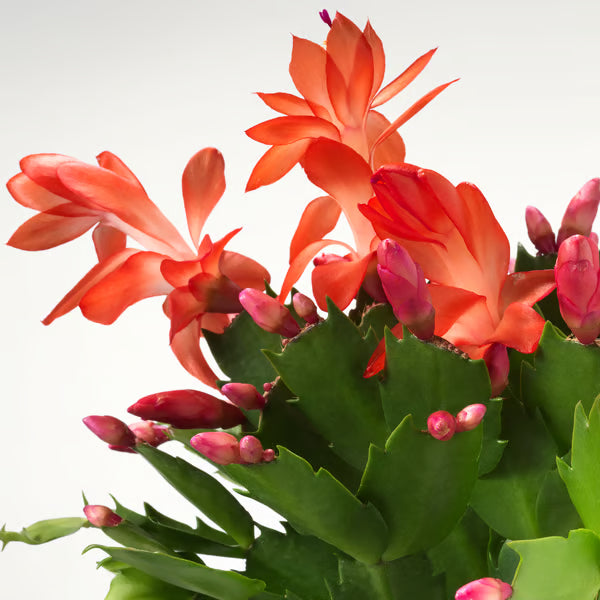 CACTUS SCHLUMBERGERA EN POT DE 9 CM, COULEUR AU CHOIX
