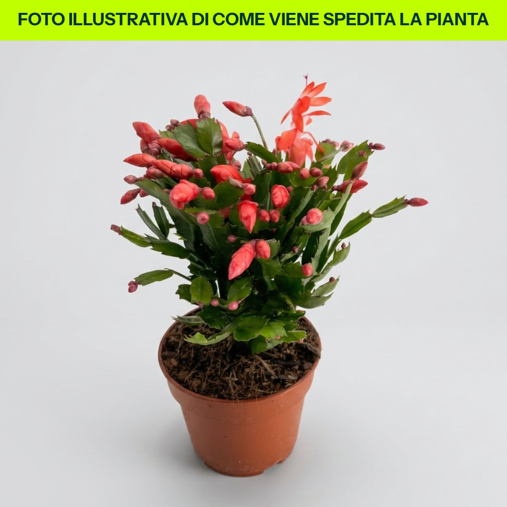 CACTUS SCHLUMBERGERA EN POT DE 9 CM, COULEUR AU CHOIX