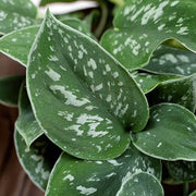 Guzmania Yeltix im 12-cm-Topf