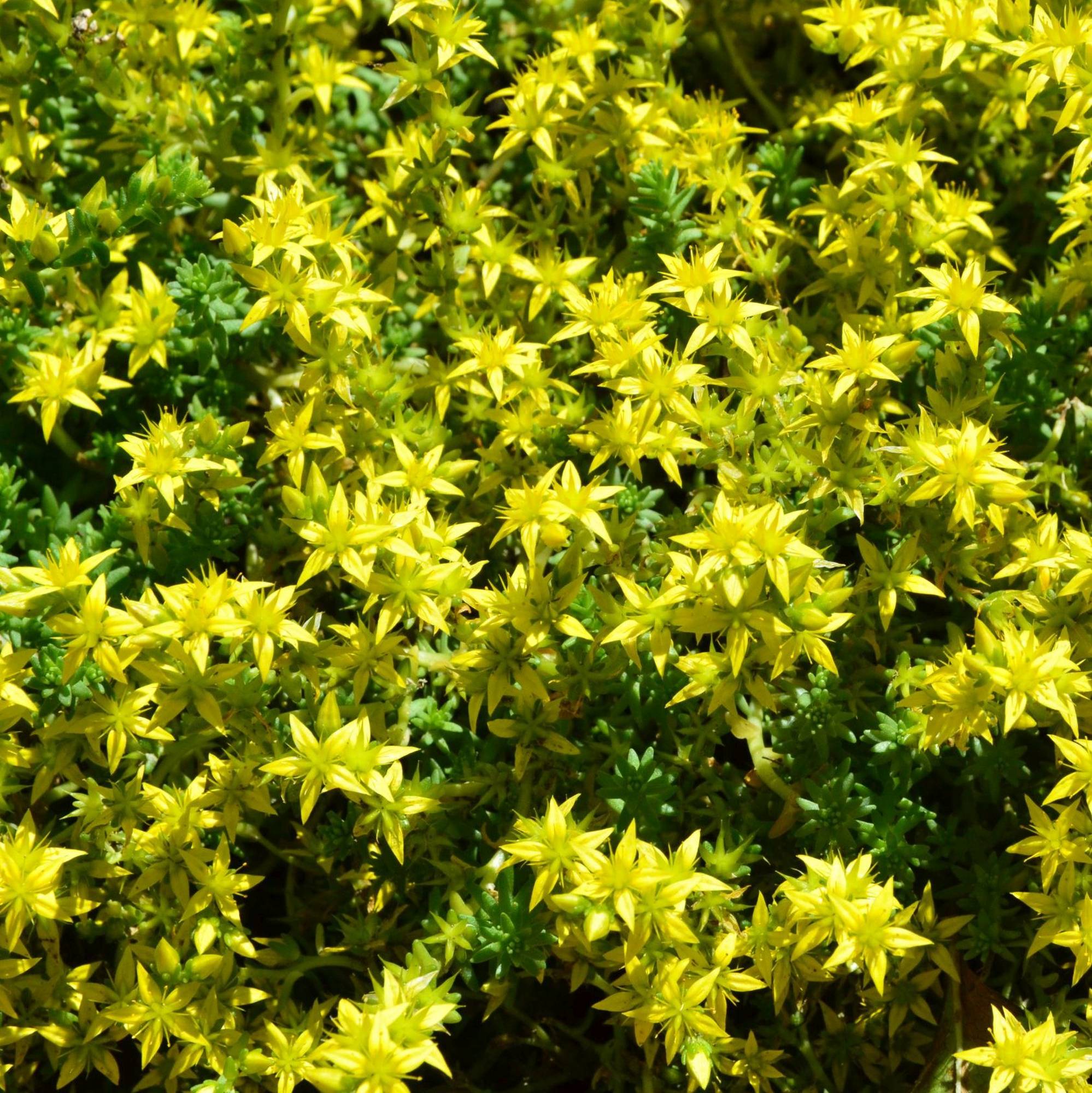 Sedum Acre in Vaso da 13cm