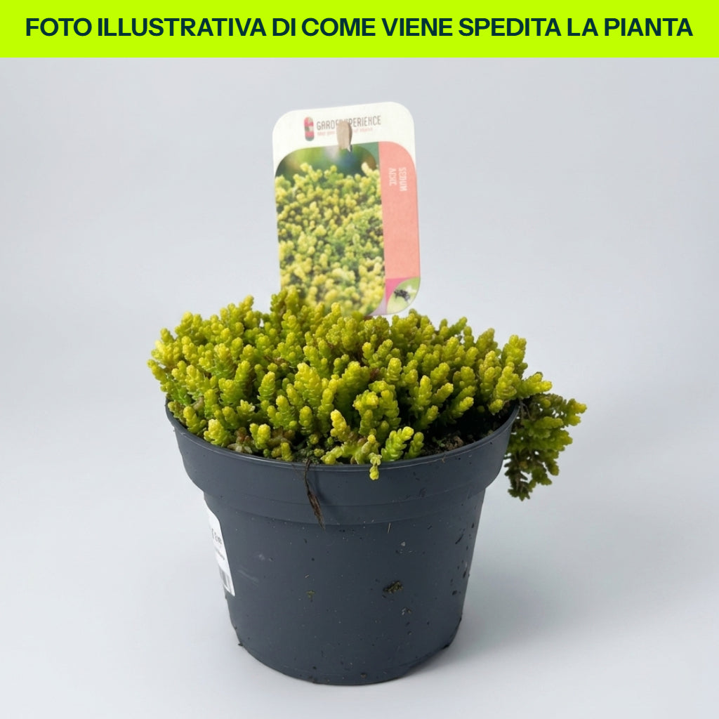 Sedum Acre in Vaso da 13cm