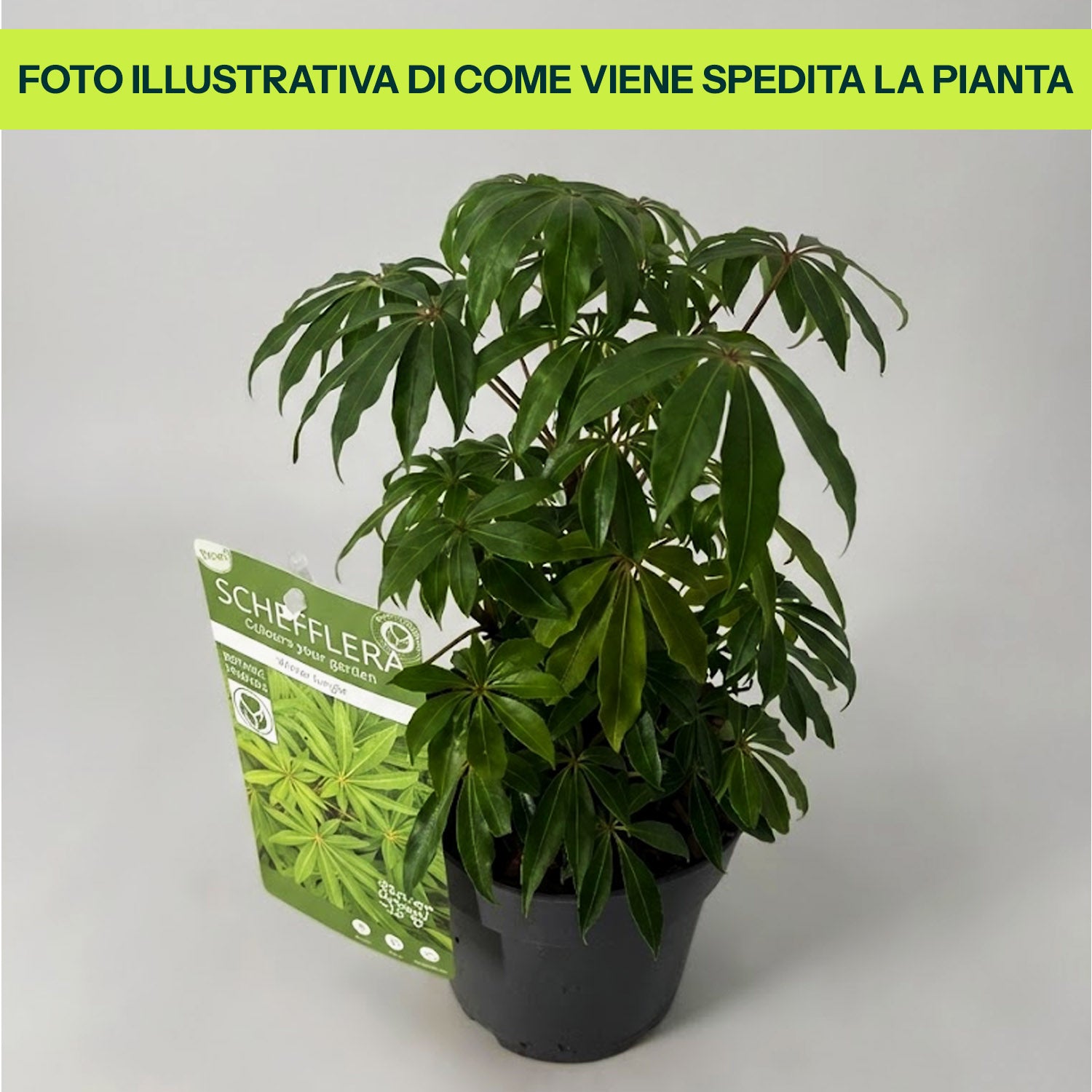 Skeflera Winter Jungle in Vaso da 15cm