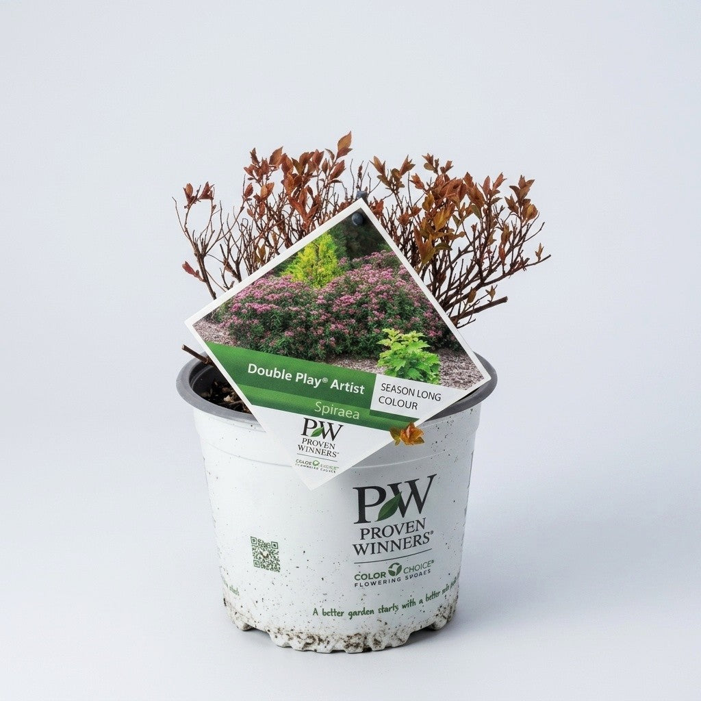 Spirea Double Play Artist in Vaso da 18cm