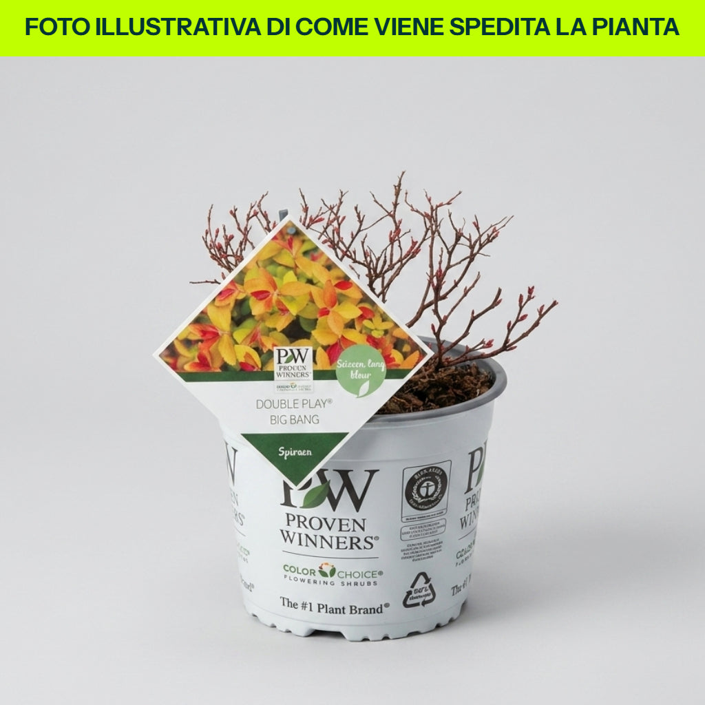 Guzmania Yeltix im 12-cm-Topf