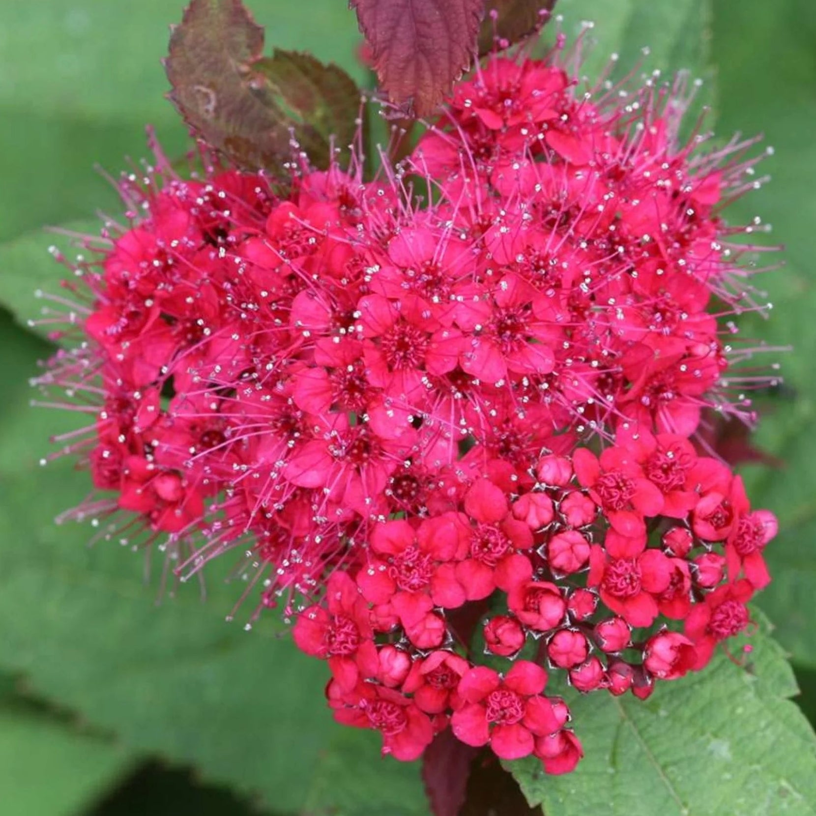 Spirea Double Play Red in Vaso da 18cm