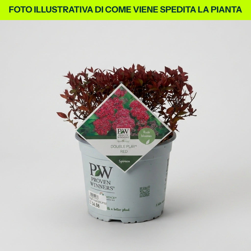 Spirea Double Play Red in Vaso da 18cm