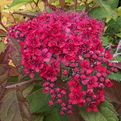 Spirea Japonica Double Play Doozie in Vaso da 18cm