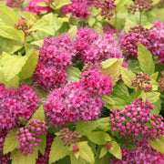 Spirea Play Gold in Vaso da 18cm