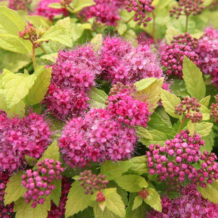 Spirea Play Gold in Vaso da 18cm