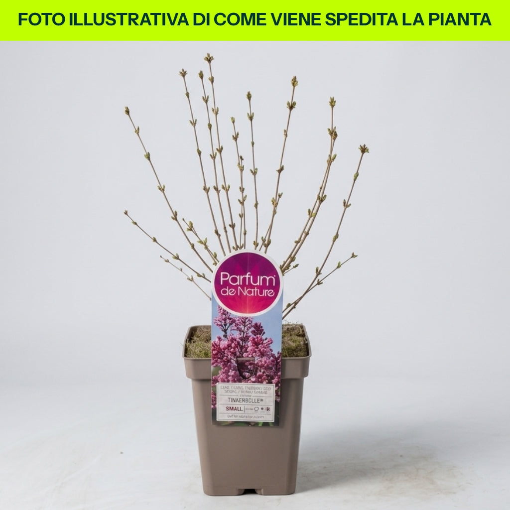 Syringa Nana Sugar Plum Fairy in Vaso da 21cm