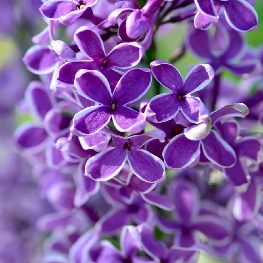Syringa Nana Dark Purple in Vaso da 21cm