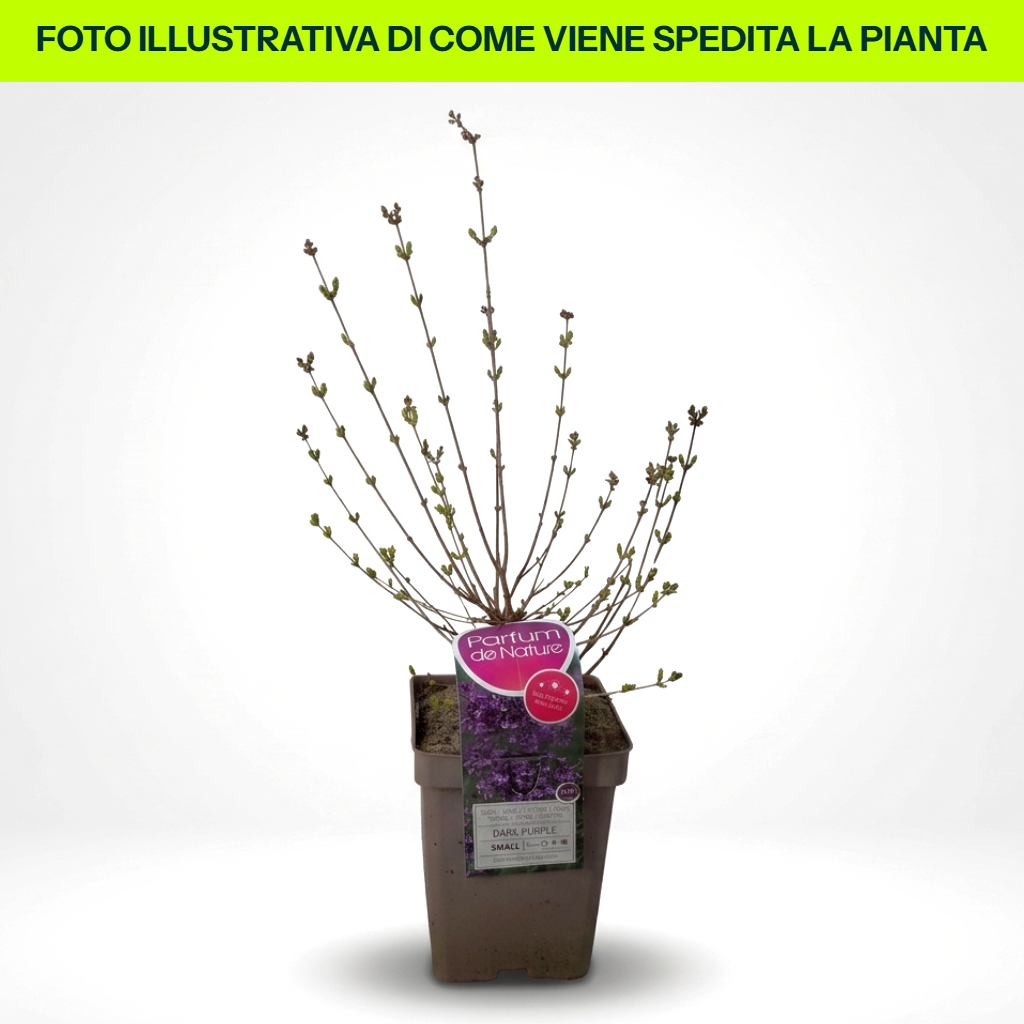 Syringa Nana Dark Purple in Vaso da 21cm