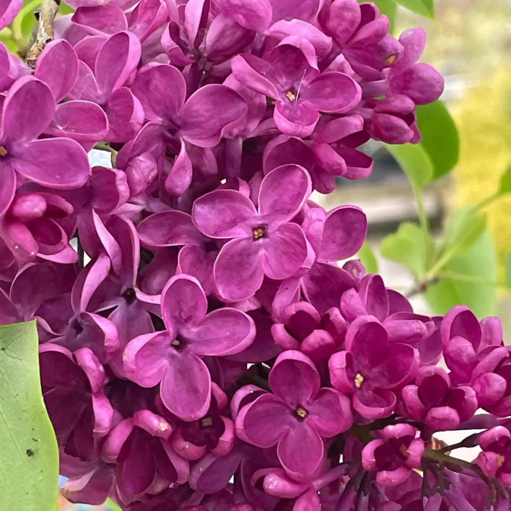 Syringa Znamya Lenina in Vaso da 19cm