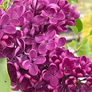 Syringa Znamya Lenina in Vaso da 19cm