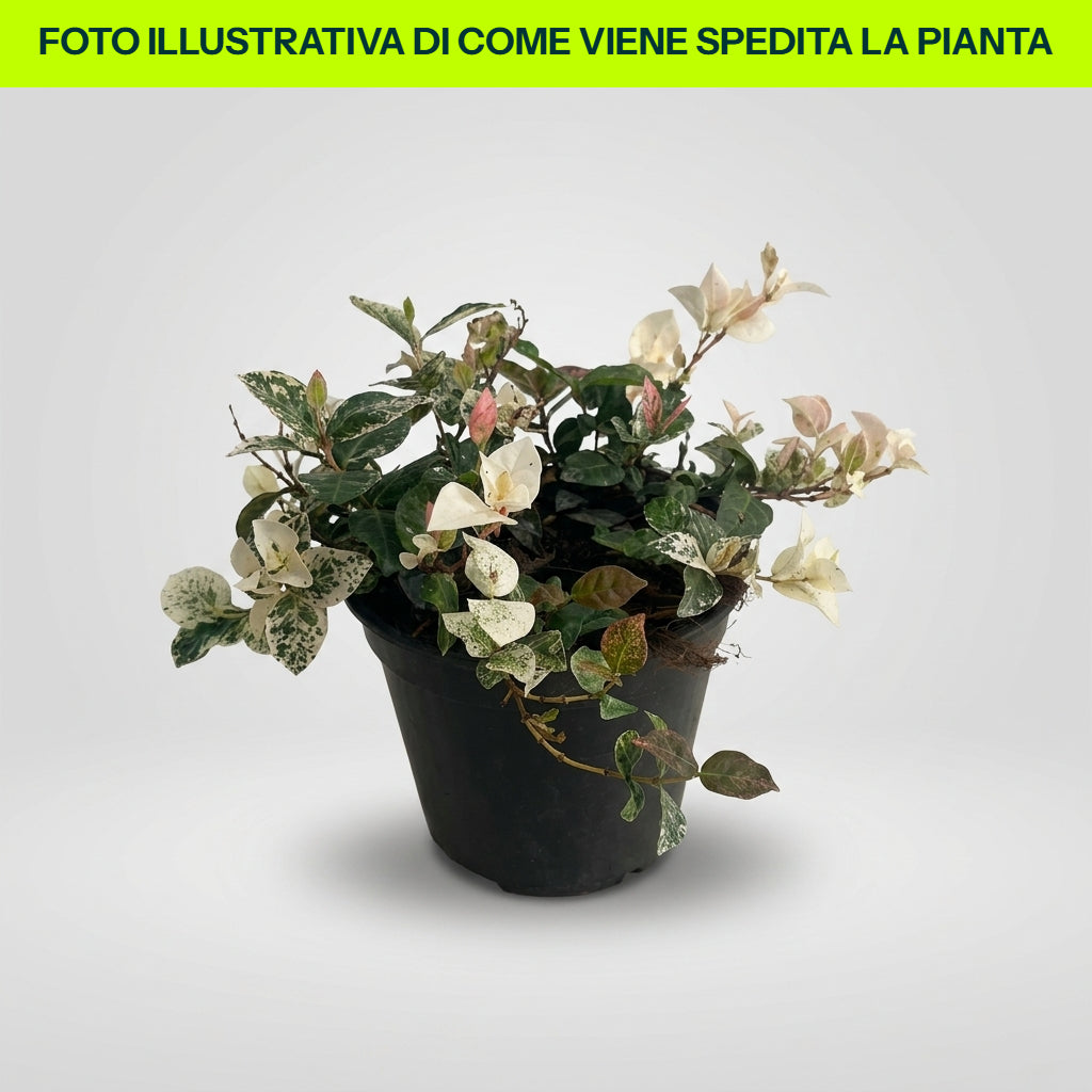 Dreifarbiger Jasmin (Ryncospermum), 9 cm Topf