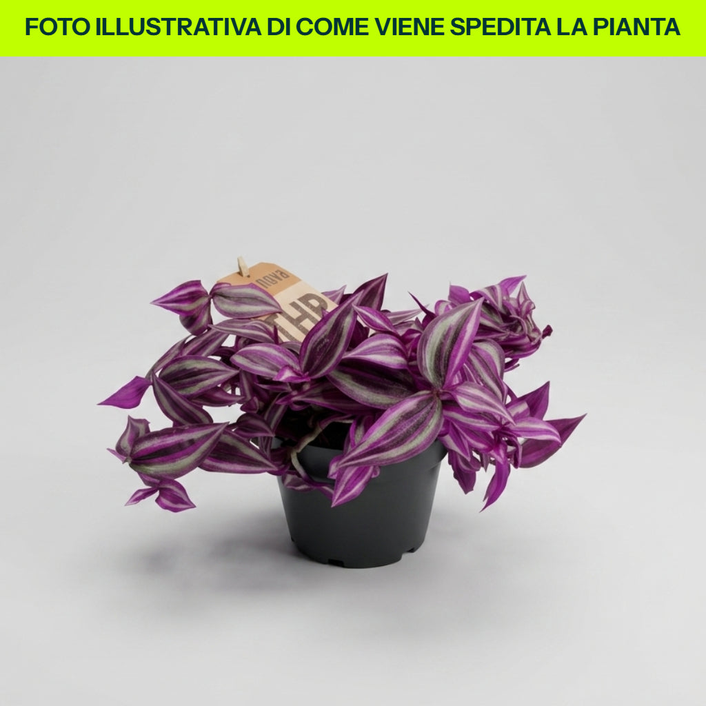PIANTA TRADES.PINK PARADISE, VASO 14CM