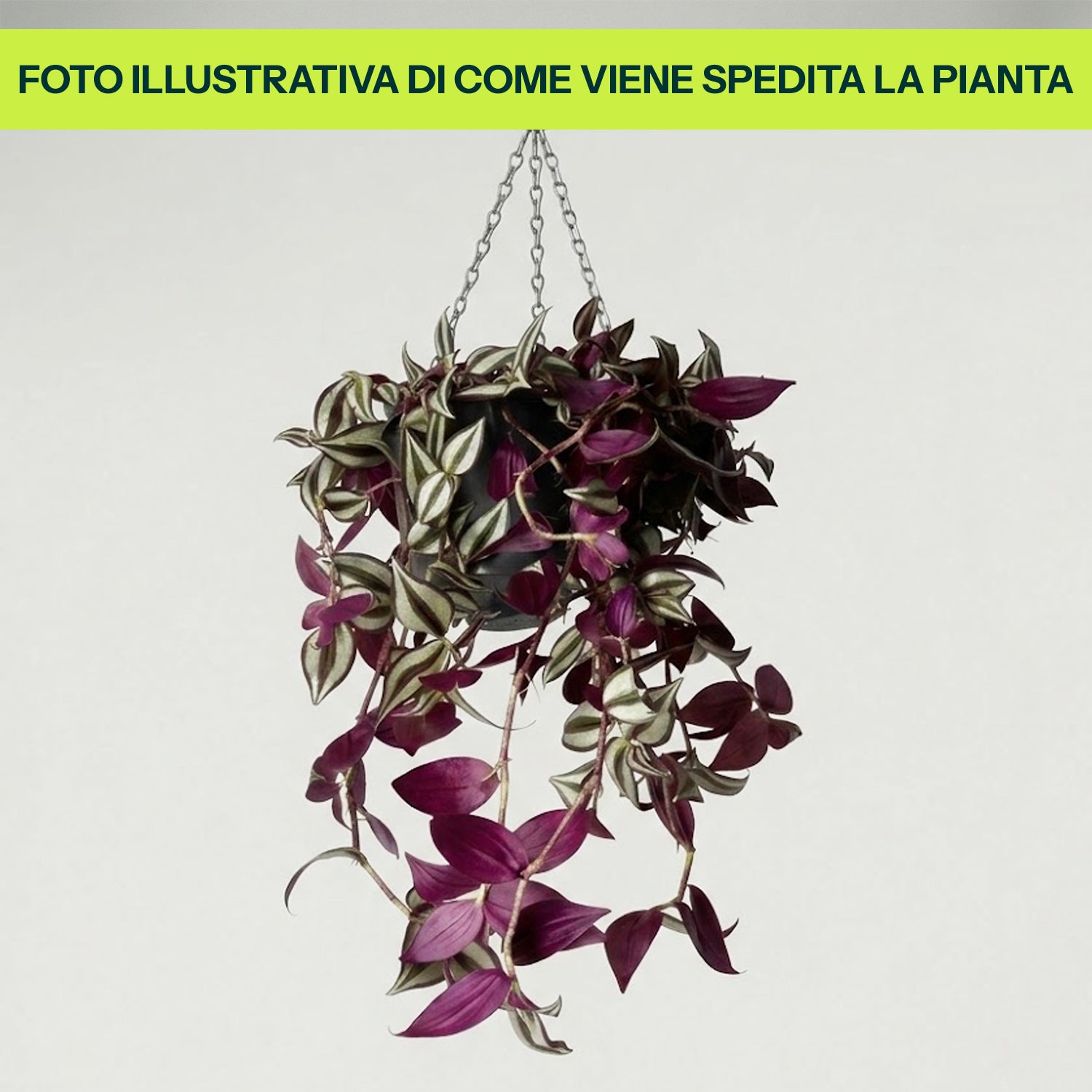 TRADESCANTIA IN VASO DA 18CM