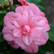 CAMELIA JAPONICA ROSA VASE 17CM