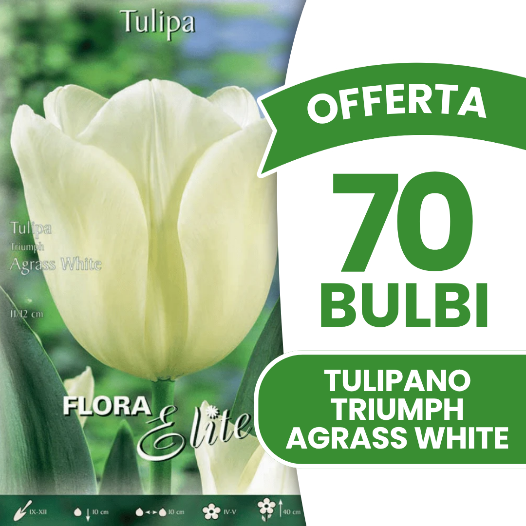 TULIPE TRIOMPH AGRAS BLANC (PAQUET DE 7 BULBES)
