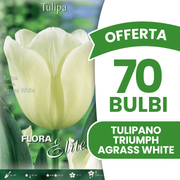 TULIPE TRIOMPH AGRAS BLANC (PAQUET DE 7 BULBES)