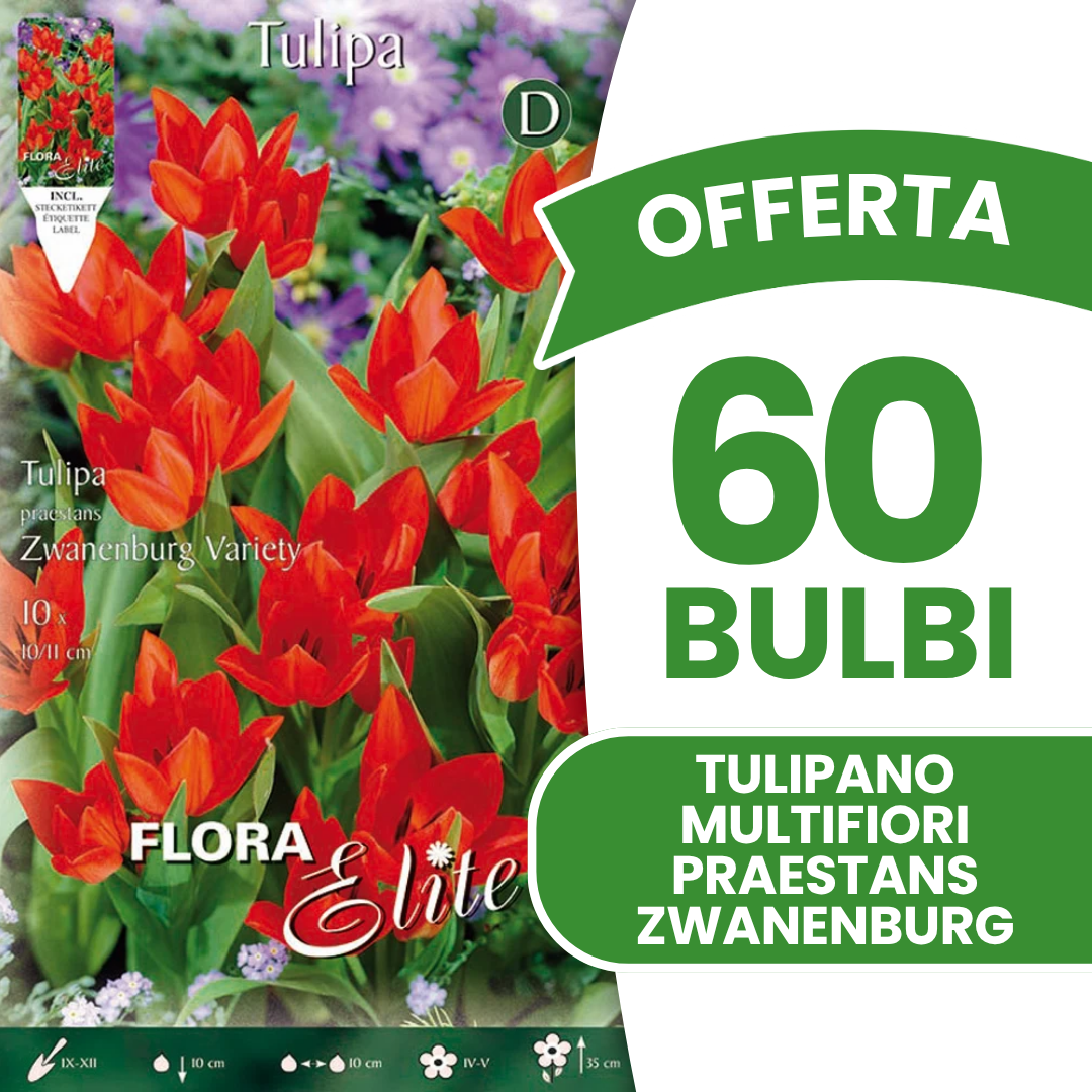 TULIPE MULTIFLEURS PRAESTANS ZWANENBURG (PAQUET DE 10 BULBES)