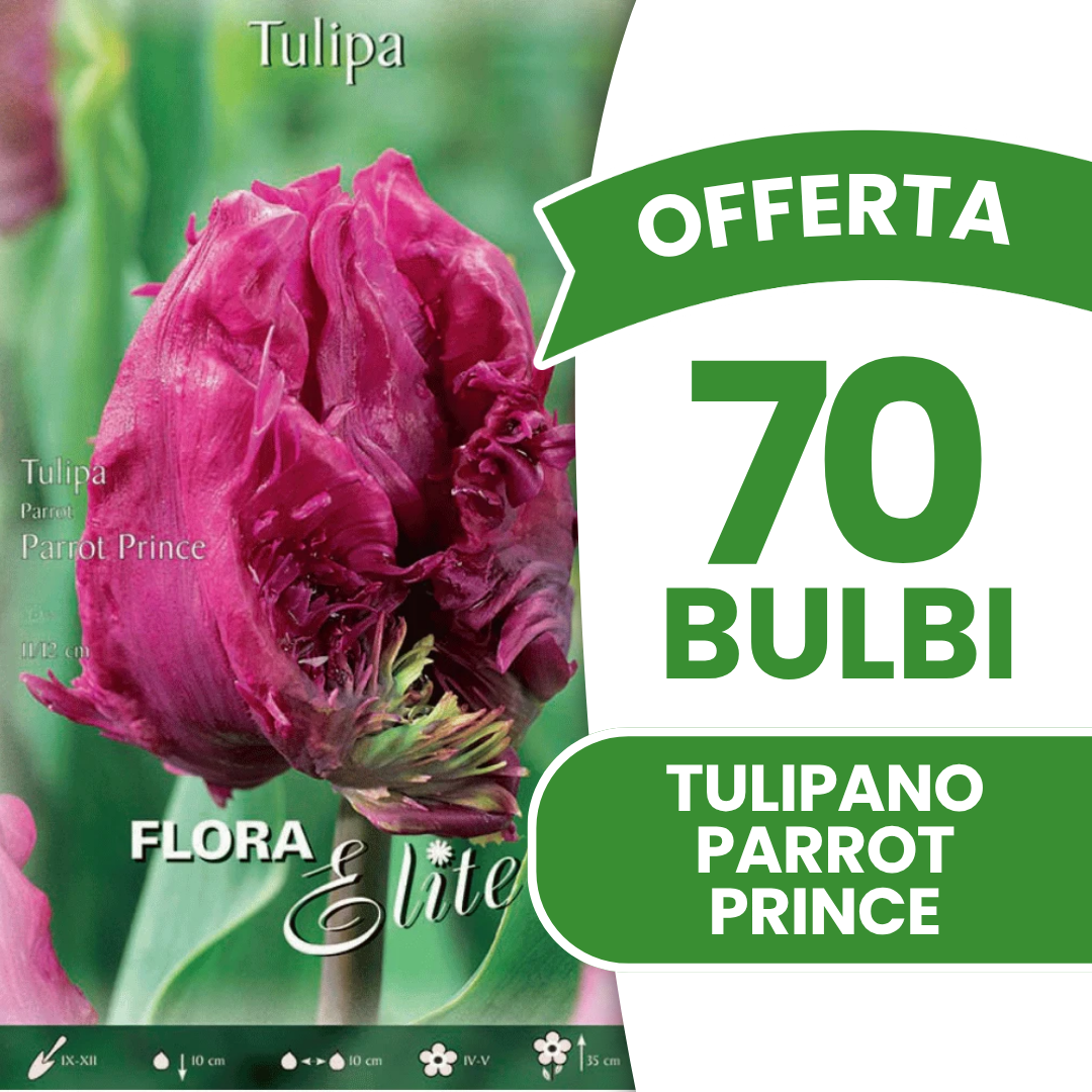 TULIPE PRINCE PERROQUET (PAQUET DE 7 BULBES)