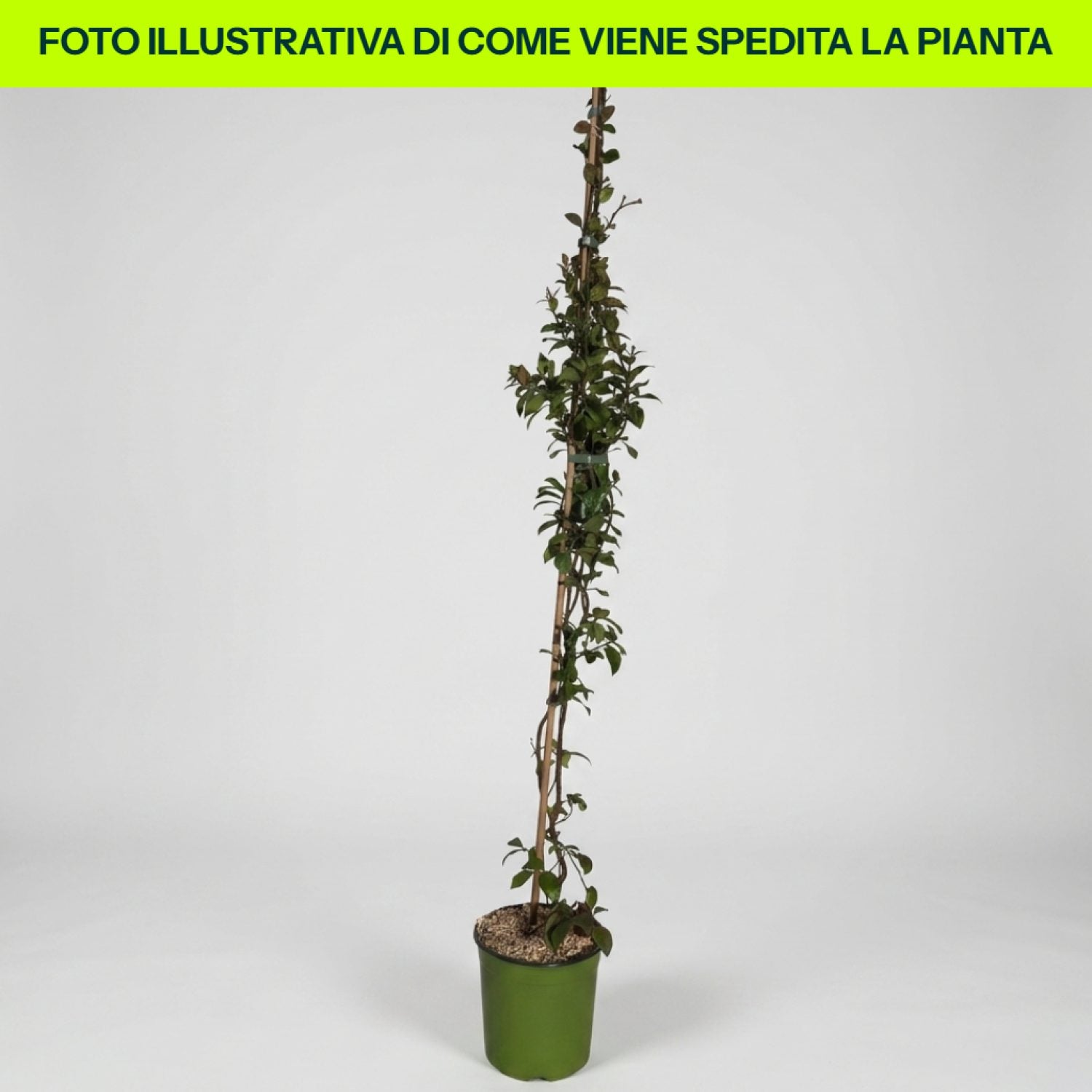 Trachelospermum Jasm Star Of Toscane in vaso da 18cm