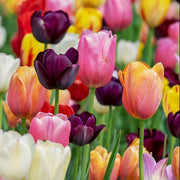 Tulipani Baby in Vaso da 12cm Assortiti
