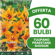 Offerta 60 Bulbi Tulipani Praestans Shogun