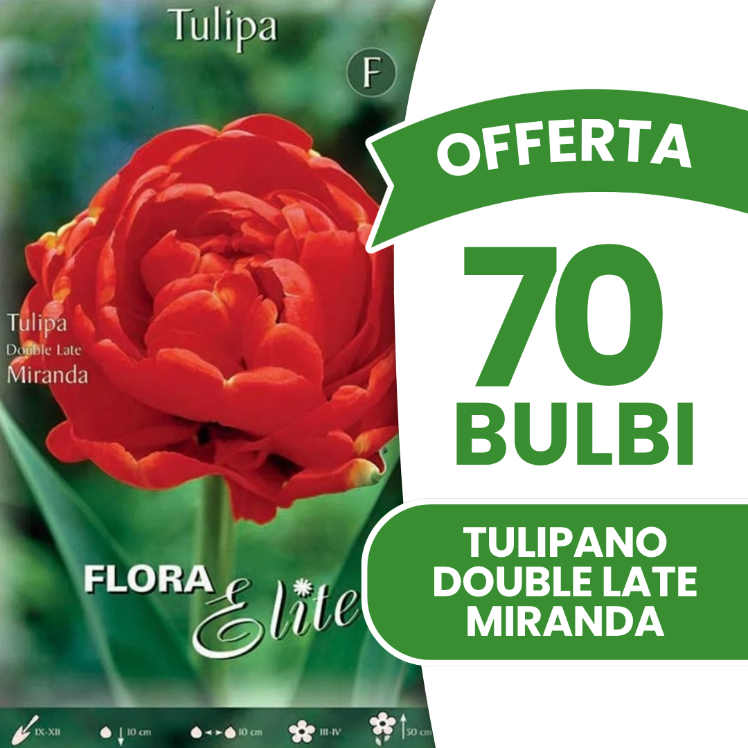 Offerta 70 Bulbi di Tulipano Double Late Miranda