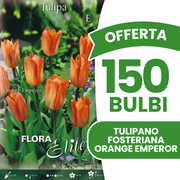 Offerta 150 Bulbi di Tulipano Fosteriana Orange Emperor