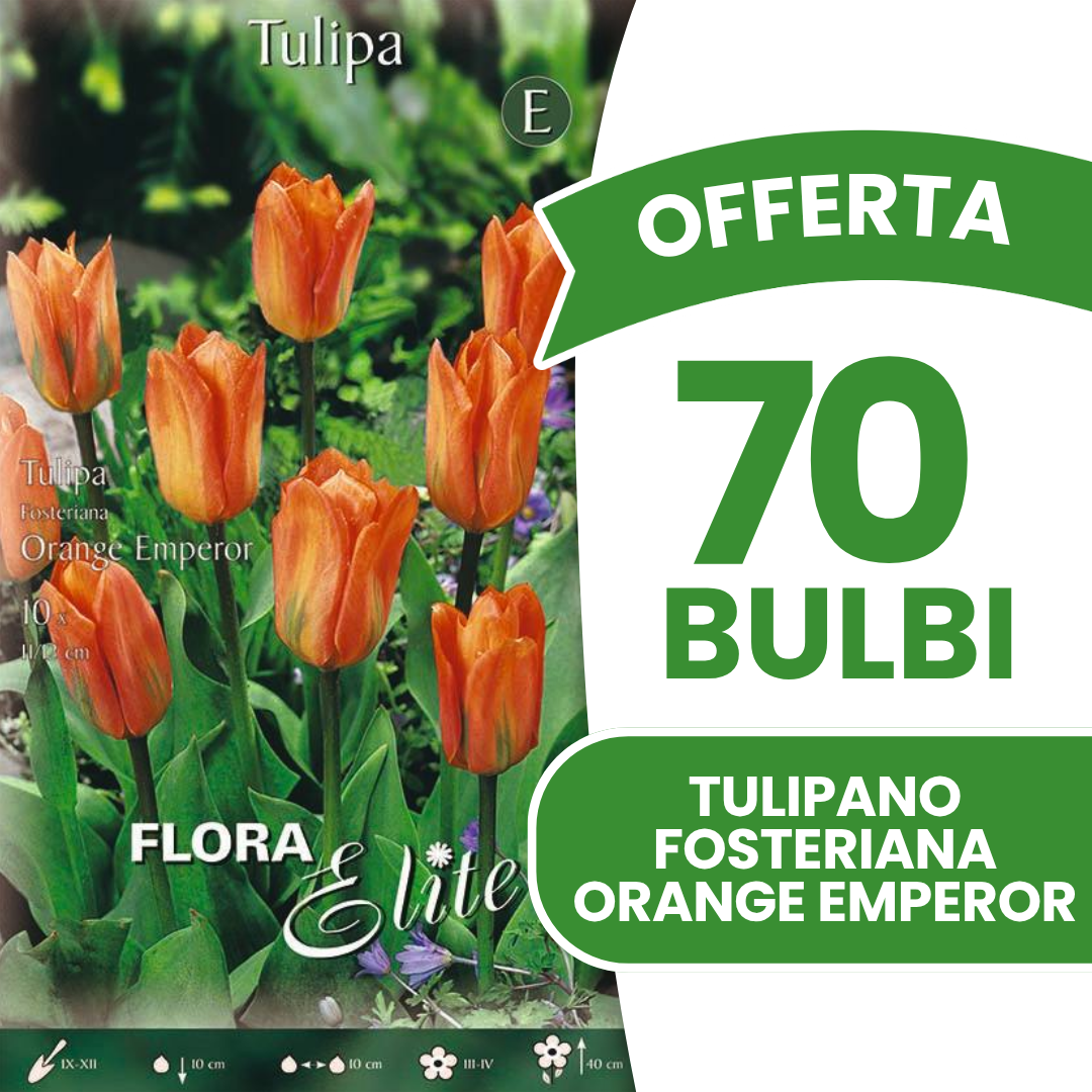 Offerta 70 Bulbi di Tulipano Fosteriana Orange Emperor