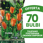 Offerta 70 Bulbi di Tulipano Fosteriana Orange Emperor