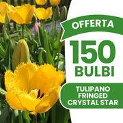 Offerta 70 Bulbi di Tulipano Fringed Crystal Star