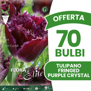 Offerta 70 Bulbi di Tulipano Fringed Purple Crystal