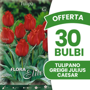 Offerta 30 Bulbi di Tulipano Greigii Julius Caesar