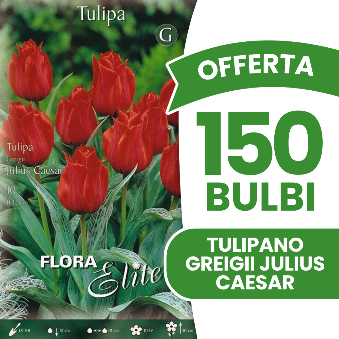 Offerta 150 Bulbi di Tulipano Greigii Julius Caesar