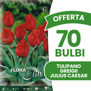 Offerta 70 Bulbi di Tulipano Greigii Julius Caesar