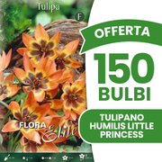 Offerta 150 Bulbi di Tulipano Humilis Little Princess