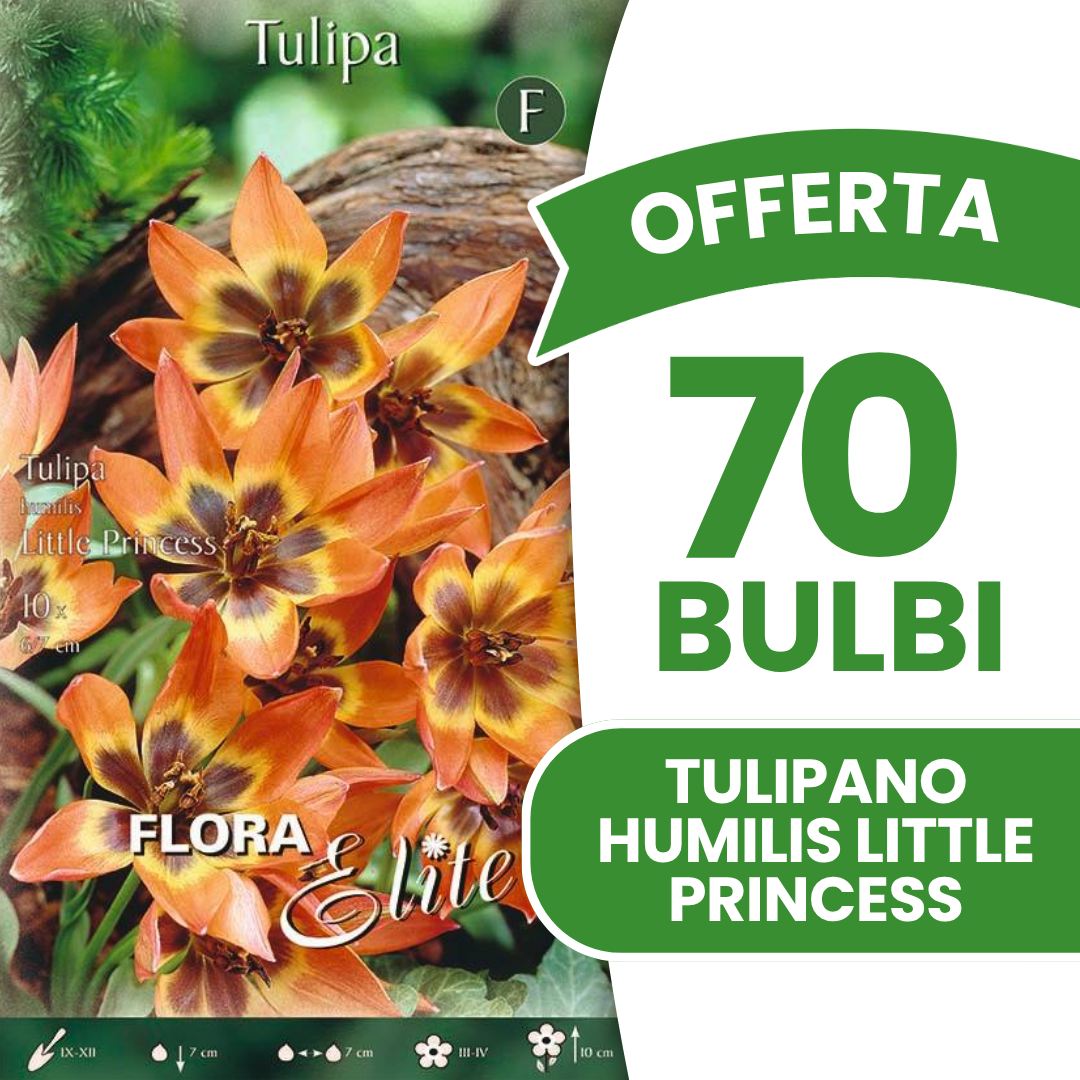 Offerta 70 Bulbi di Tulipano Humilis Little Princess