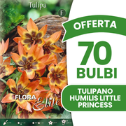 Offerta 70 Bulbi di Tulipano Humilis Little Princess