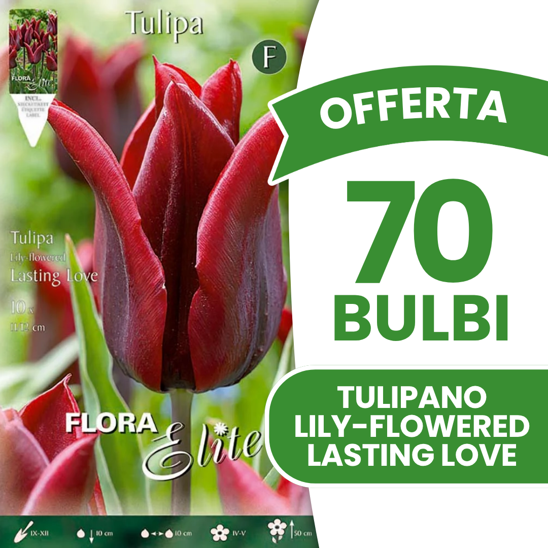 Offerta 70 Bulbi di Tulipano Lily-Flowered Lasting Love