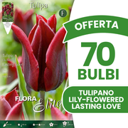 Offerta 70 Bulbi di Tulipano Lily-Flowered Lasting Love