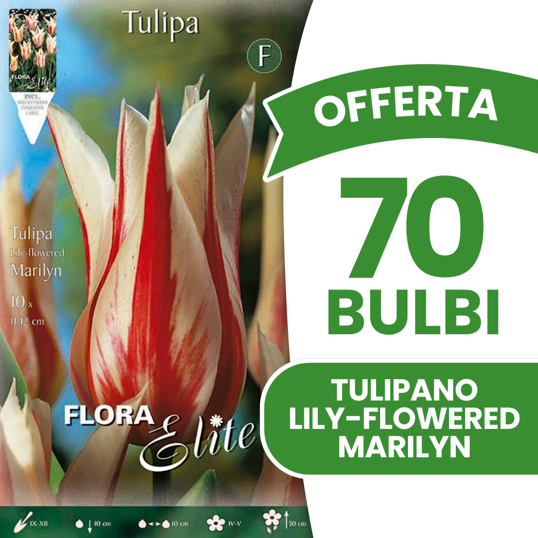 Offerta 70 Bulbi di Tulipano Lily-Flowered Marilyn
