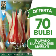 Offerta 70 Bulbi di Tulipano Lily-Flowered Marilyn