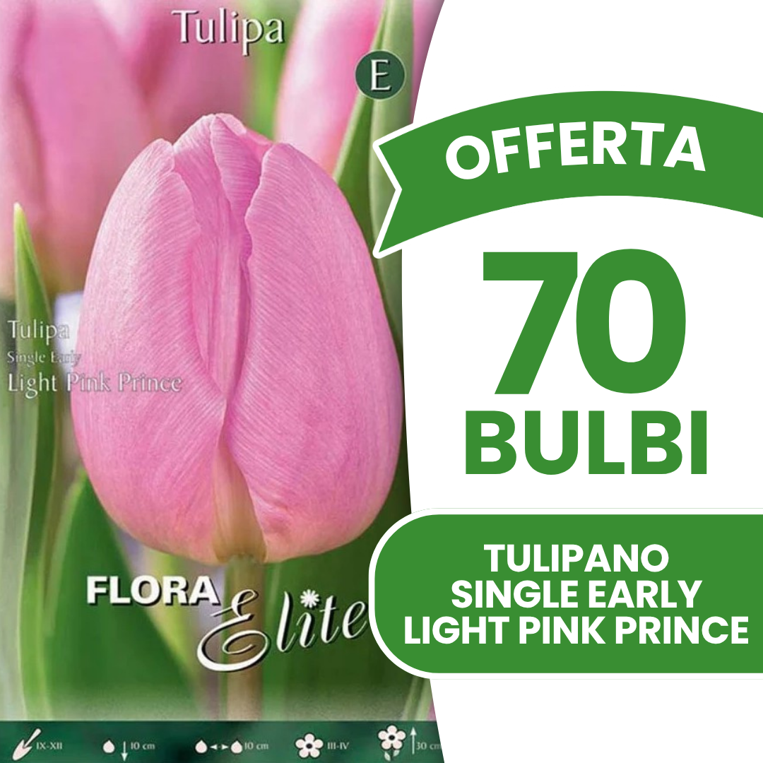 Offerta 70 Bulbi di Tulipano Single Early Light Pink Prince