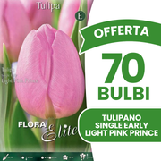 Offerta 70 Bulbi di Tulipano Single Early Light Pink Prince