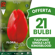 Offerta 21 Bulbi di Tulipano Single Late Kingsblood